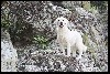  - Paiot,chienne Golden Retriever disparue,Corse,Nos Amis à Quatre Pattes