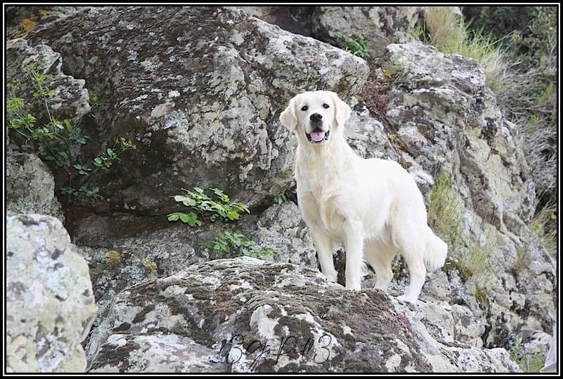 De Chamalsa - Paiot,chienne Golden Retriever disparue,Corse,Nos Amis à Quatre Pattes